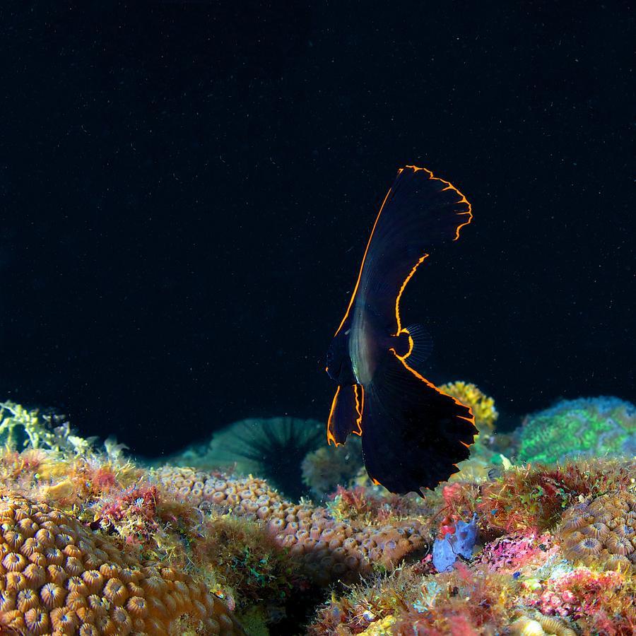 Deluna Diving Resort Puerto Galera Esterno foto